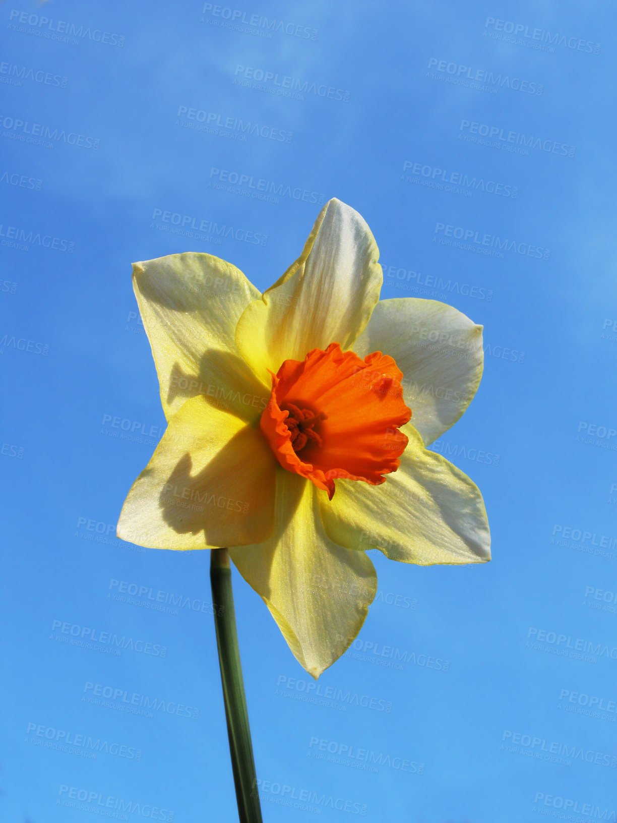 Buy stock photo Blue sky, flower and closeup of yellow daffodil for natural beauty, spring mockup and blossom. Countryside, nature background and zoom of petals for environment, ecosystem and flora growing in meadow