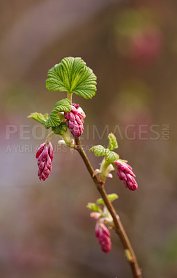 Buy stock photo Nature, pink and closeup of flower for natural beauty, spring mockup and blossom. Countryside, plants background and blood currant branch for environment, ecosystem and flora growing in meadow
