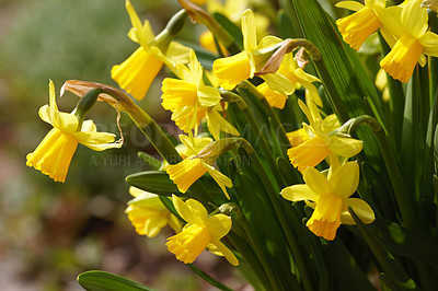 Buy stock photo Daffodil in springtime