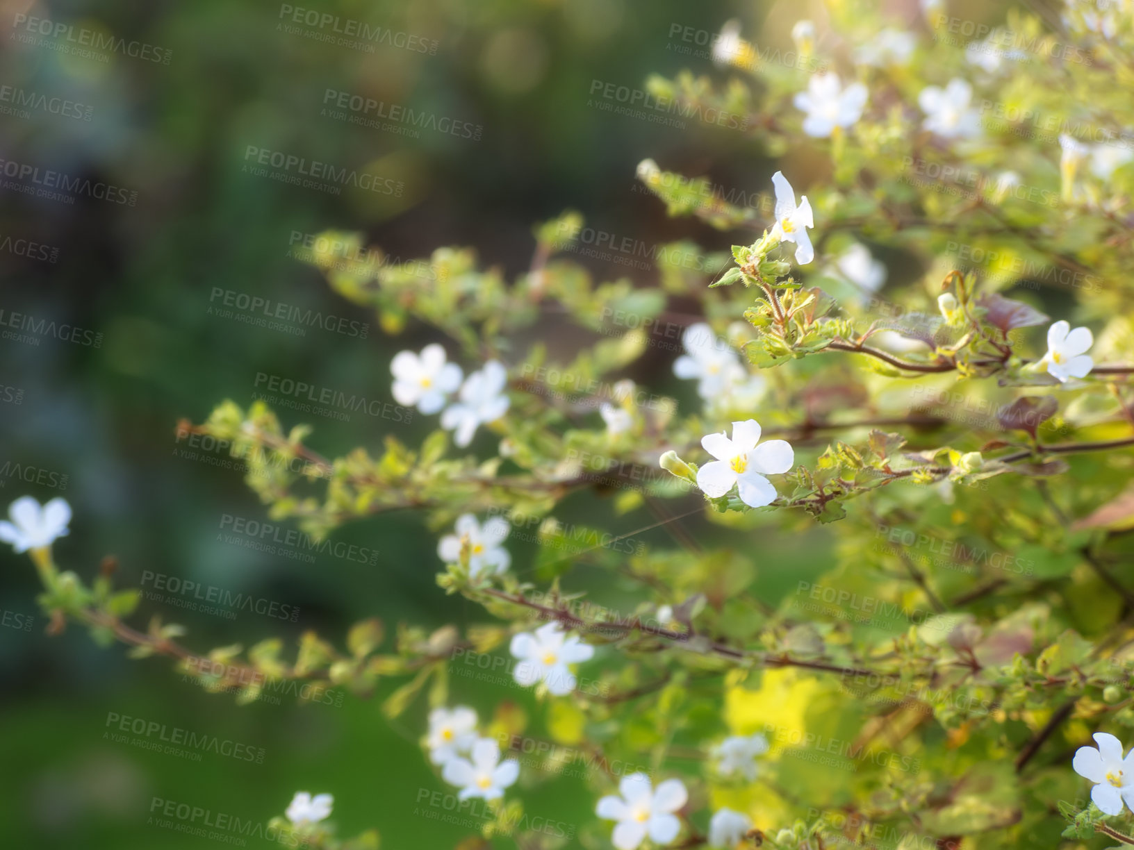 Buy stock photo Nature, garden and white flowers in field for natural beauty, spring mockup and blossom. Countryside, plant background and closeup of floral bush for environment, ecosystem and botanical growth 