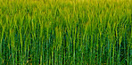 Cornfield in the spring