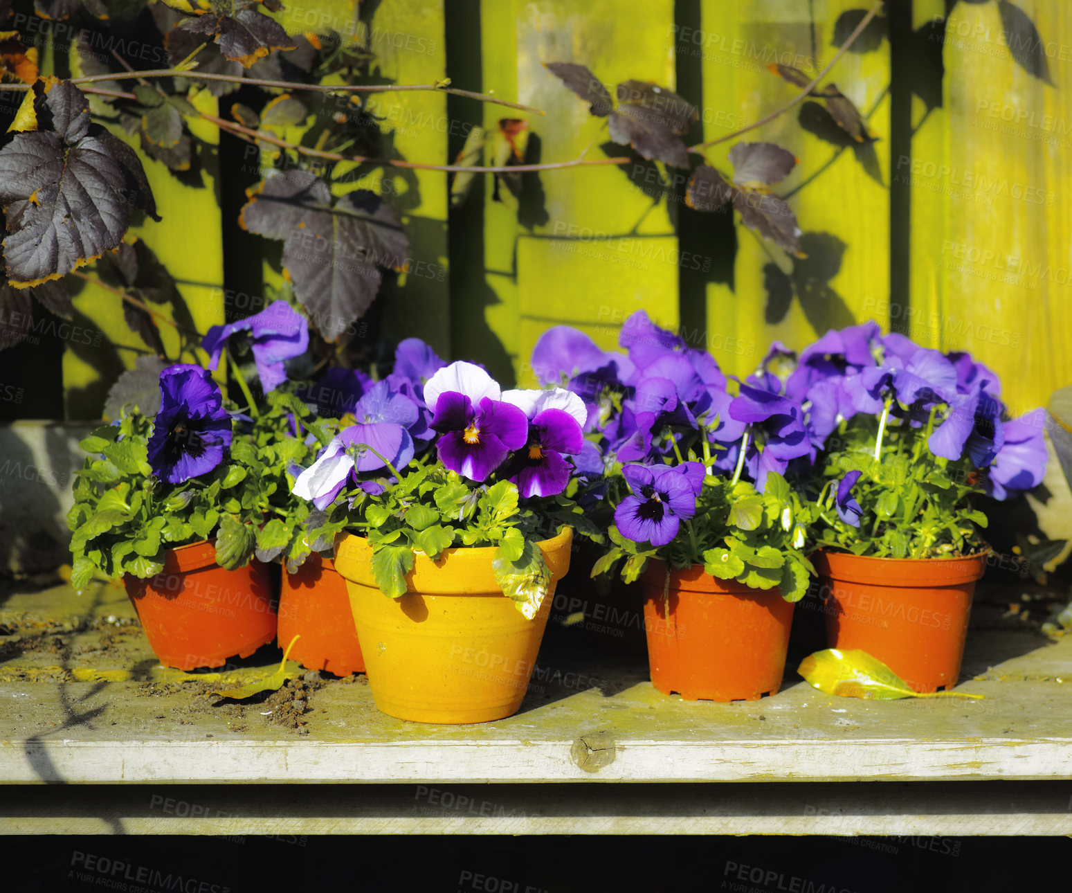 Buy stock photo Outdoor, flowers and viola in pot for growth, sustainability and gardening with vibrant color in spring. Botany, ecosystem and blossom in nature with pansies, floral leaves and plants for decoration