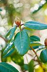 Rhododendron - garden flowers in May