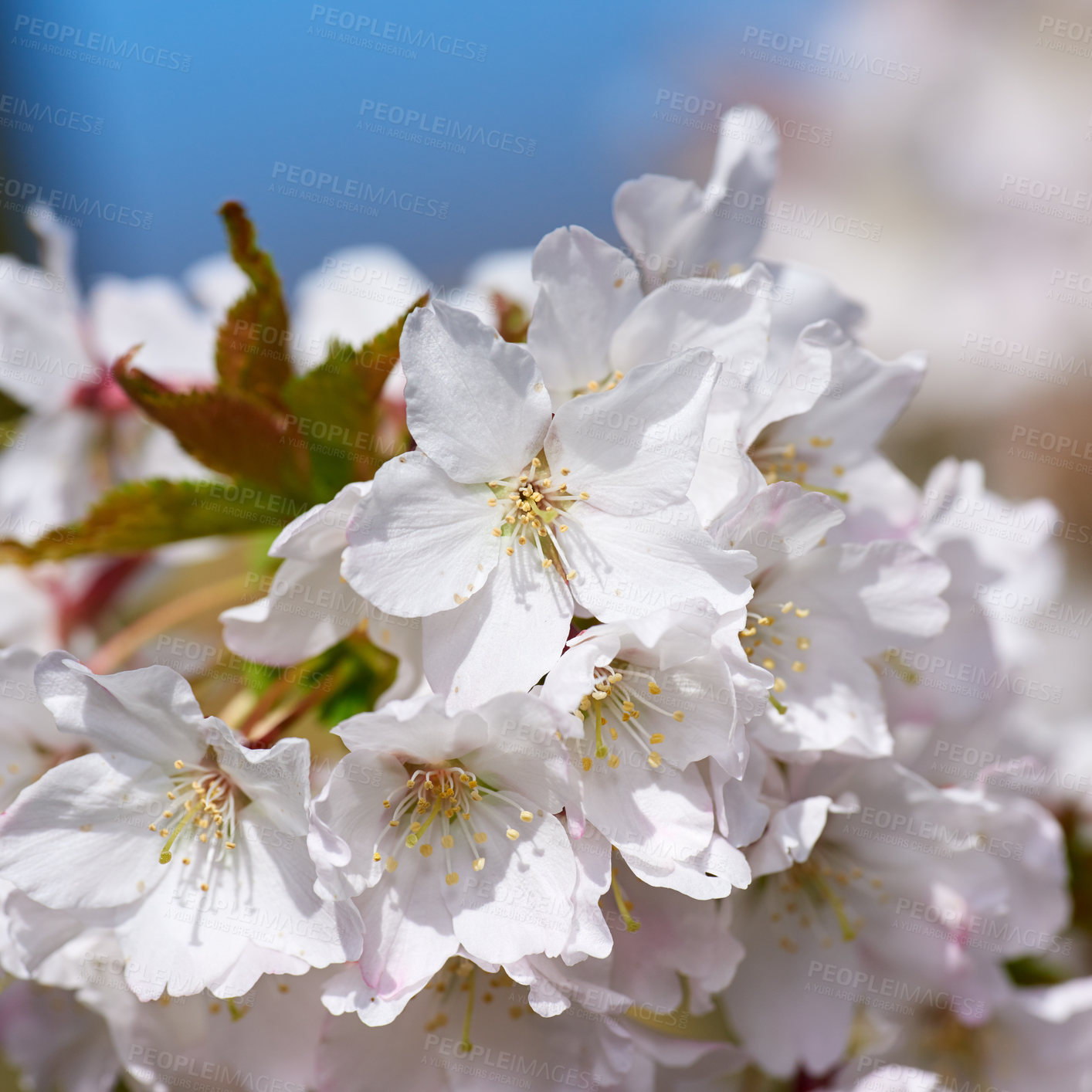 Buy stock photo Blooming Mirabelle plum (Prunus domestica L.) in spring