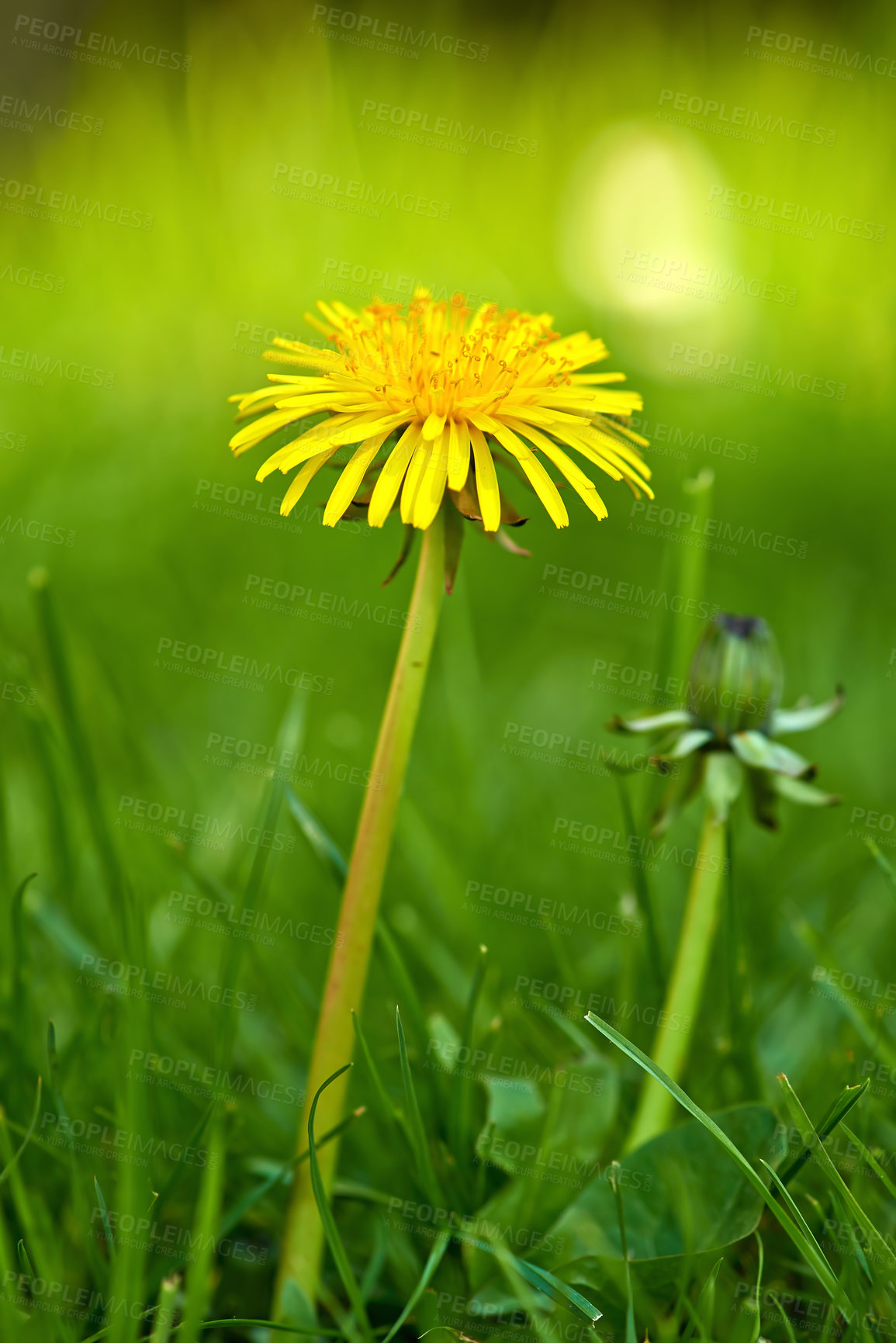 Buy stock photo Flower, grass and yellow dandelion in field for natural beauty, spring mockup and blossom. Countryside, nature background and closeup of floral bloom in environment, ecosystem and flora in meadow