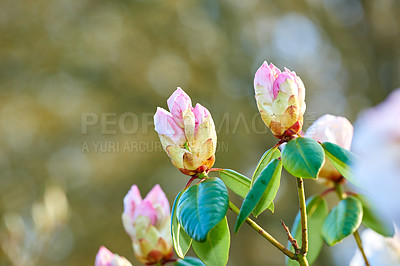 Buy stock photo Outdoor, flowers and rhododendron with bud for growth, sustainability and gardening in spring. Botany, ecology and blossom in nature with plants stem, development and organic leaves for decoration