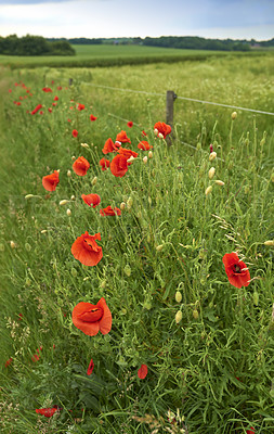 Buy stock photo Poppies blooming in the countryside - Denmark