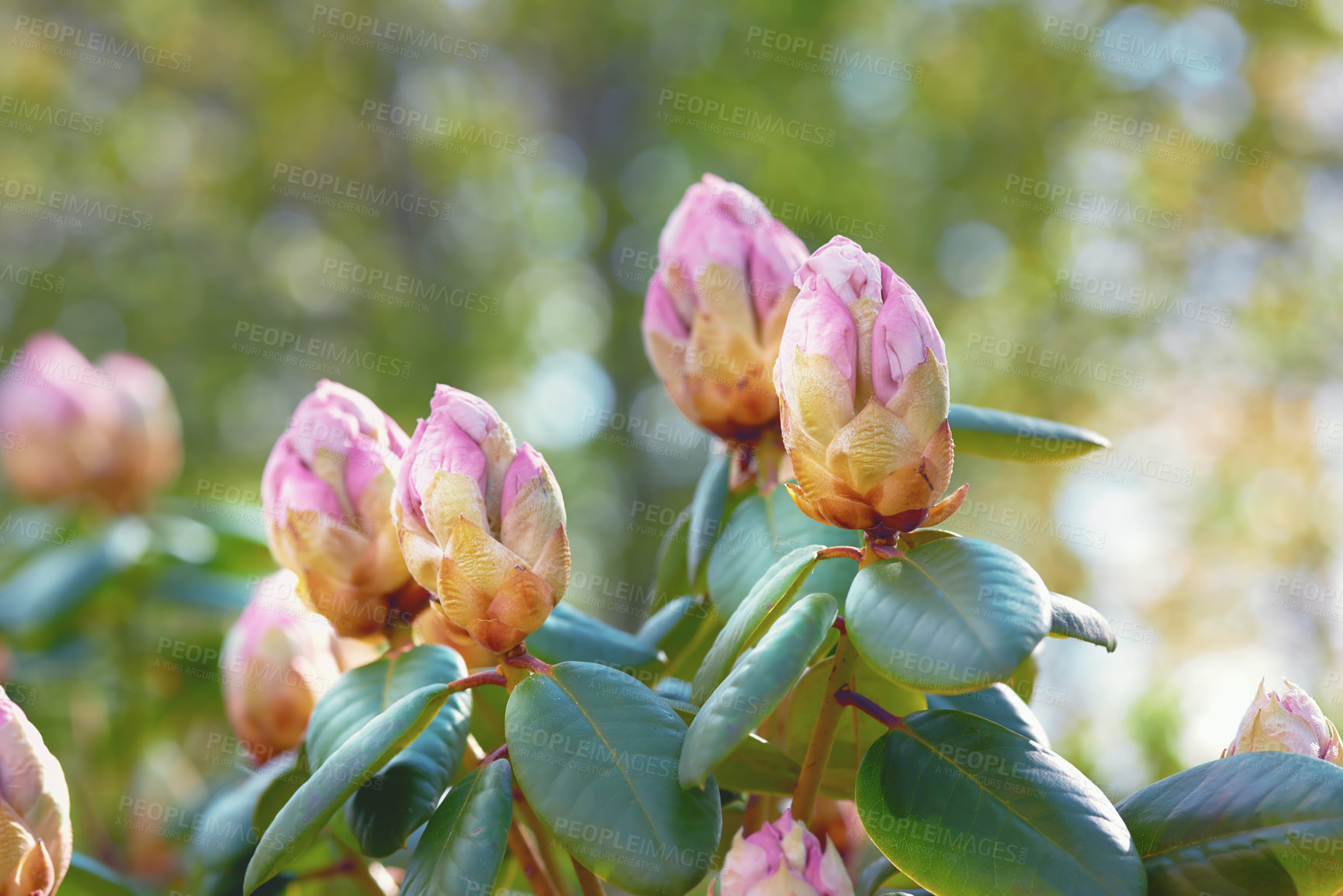 Buy stock photo Nature, pink bud and closeup of flower for natural beauty, spring mockup and blossom. Countryside, plant background and zoom of Rhododendron for environment, ecosystem and flora growing in meadow