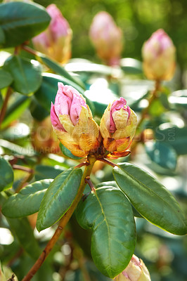 Buy stock photo Nature, leaf and closeup of flower bud for natural beauty, spring mockup and blossom. Countryside, plant background and zoom of rhododendron for environment, ecosystem and flora growing in meadow