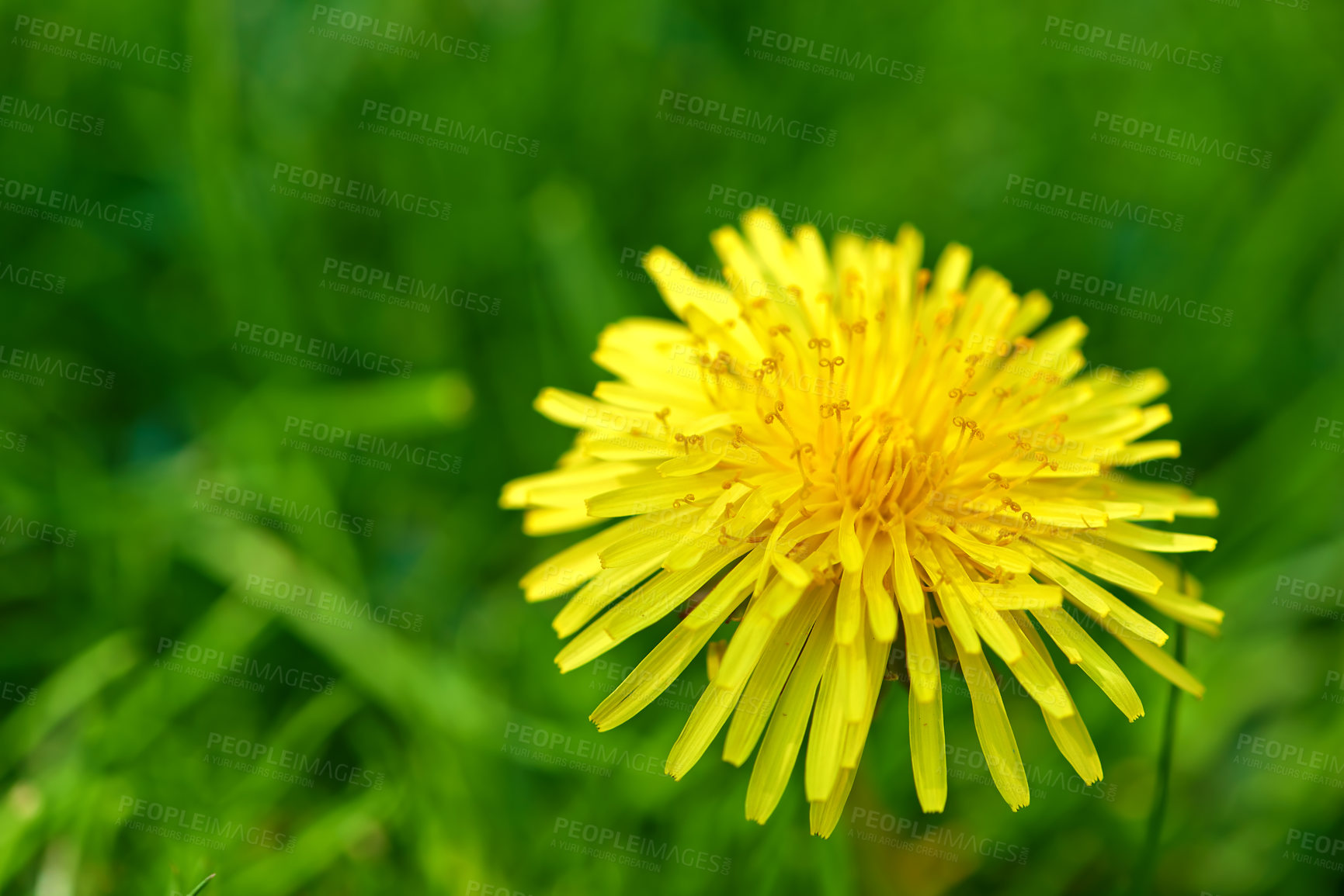 Buy stock photo Nature, grass and yellow dandelion in meadow for natural beauty, spring mockup and blossom. Countryside, plant background and closeup of flower for environment, ecosystem and flora growth in field
