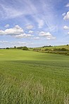 Cornfield in the spring