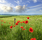 Poppies blooming in the countryside