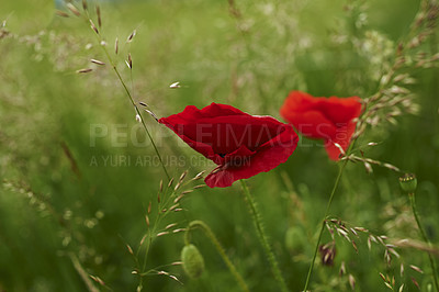 Buy stock photo Nature, grass and red poppies in field for natural beauty, spring mockup and blossom. Countryside, plant background and closeup of flowers for environment, ecosystem and flora growing in meadow