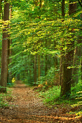 Buy stock photo A photo of forest beauty in  springtime