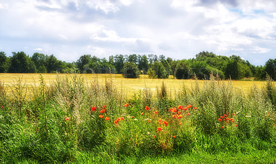 Buy stock photo Poppies blooming in the countryside - Denmark
