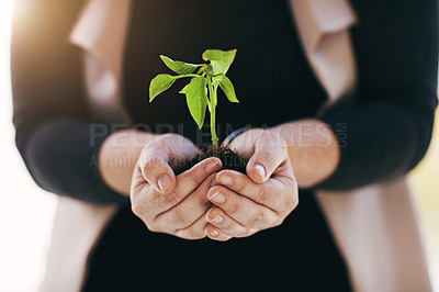 Buy stock photo Cropped shot of a businesswoman holding a plant
