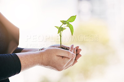 Buy stock photo Growth, care and plant in hands of eco woman for agriculture and development in a sustainable green business. Closeup of a female holding and supporting a sprout in soil in a growing startup
