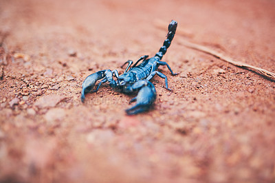 Buy stock photo High angle shot of a black scorpion on the forest floor