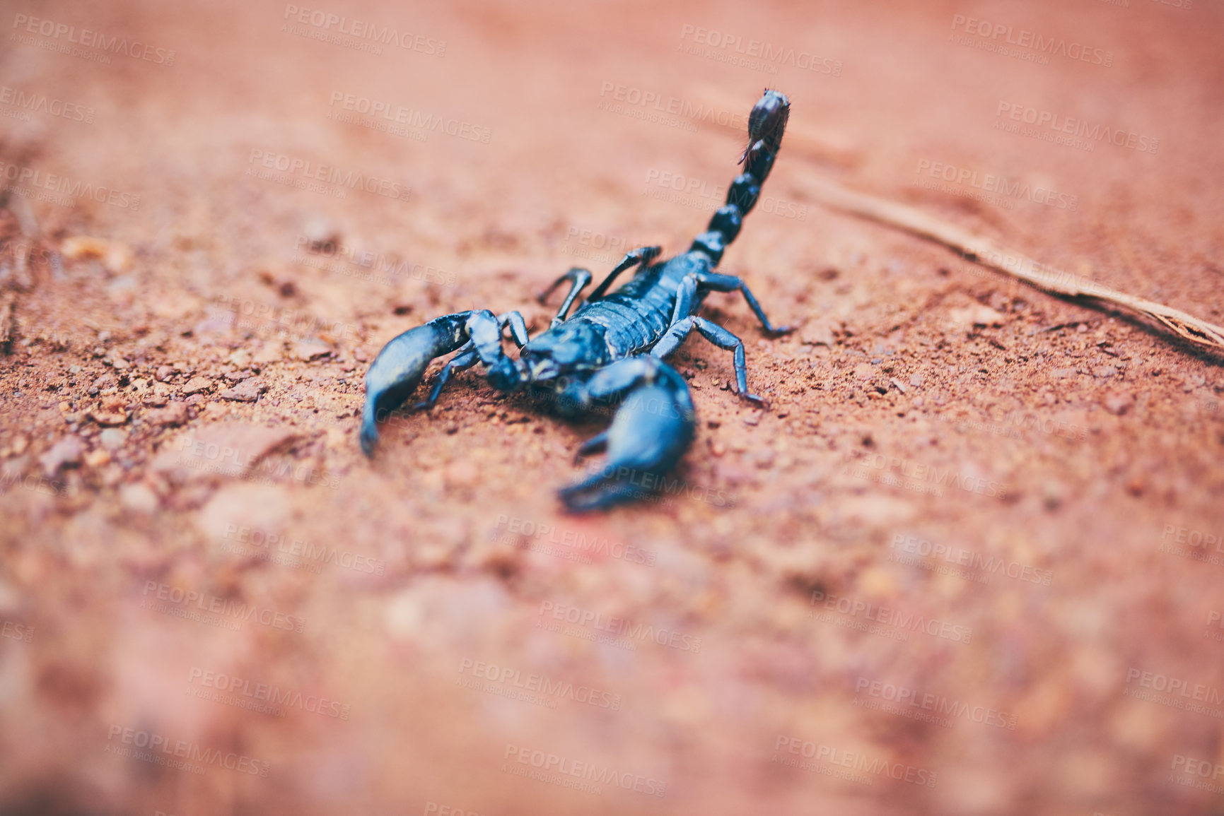 Buy stock photo High angle shot of a black scorpion on the forest floor
