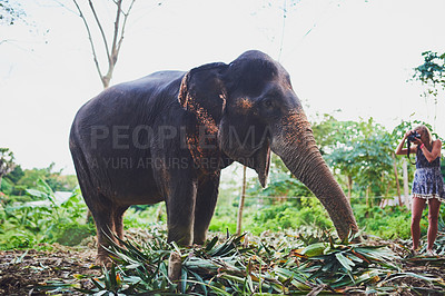 Buy stock photo Shot of a young tourist admiring an elephant in the jungle