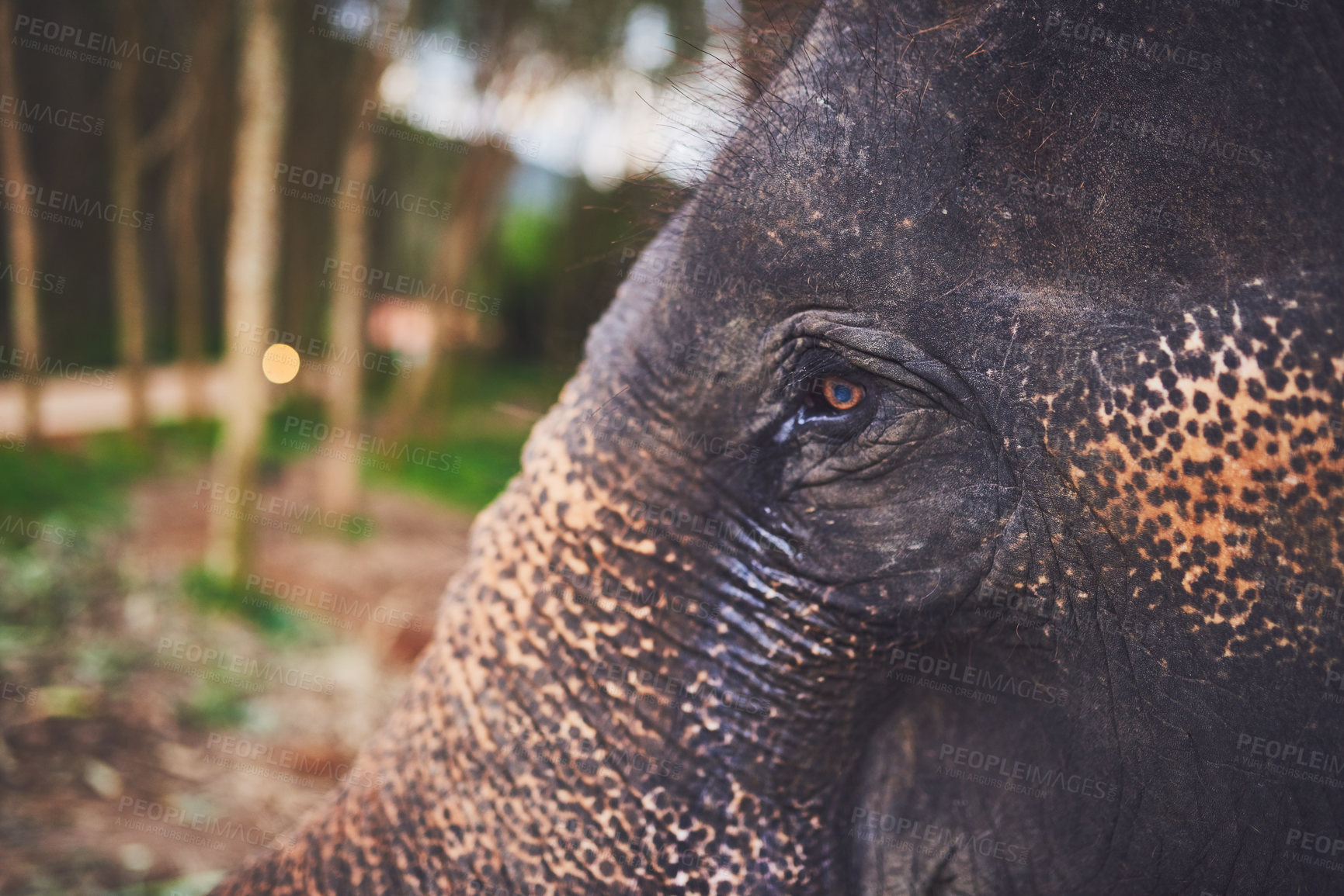 Buy stock photo Close up shot of an elephant standing in the jungle