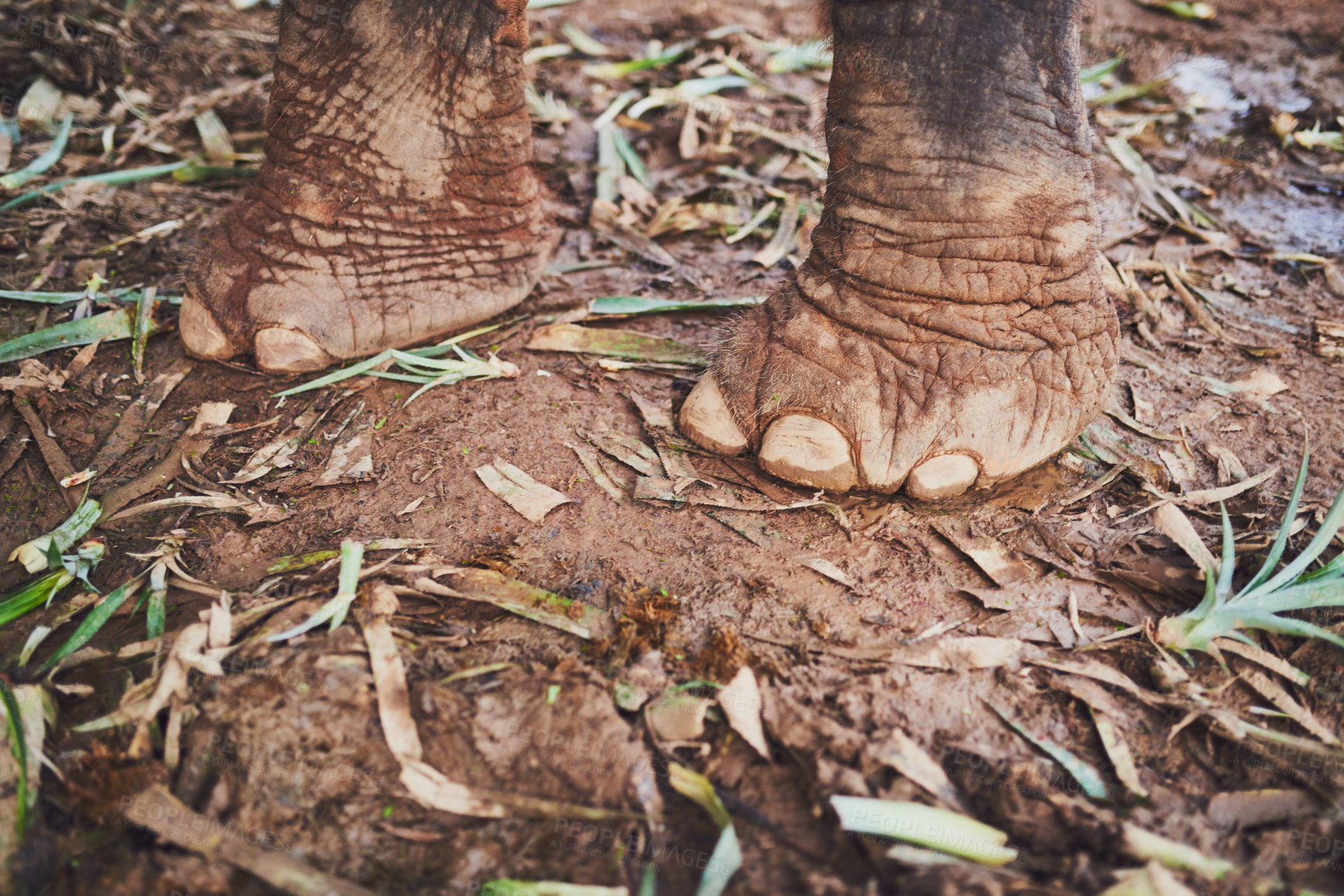 Buy stock photo Shot of an elephant's feet as it stands in the jungle