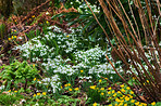 Snowdrops