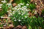 Snowdrops in the garden