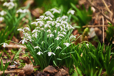 Buy stock photo Closeup, flowers and plants for growth, environment and green grass or lawn outdoor. Botany background, snowdrops and leaves in park or floral backyard for spring nature morning and decoration