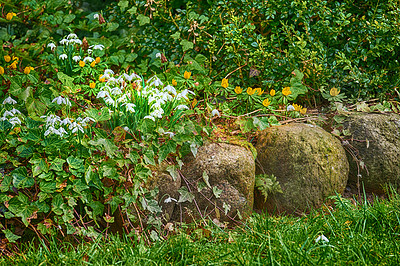 Buy stock photo Spring is coming -Snowdrops in my garden