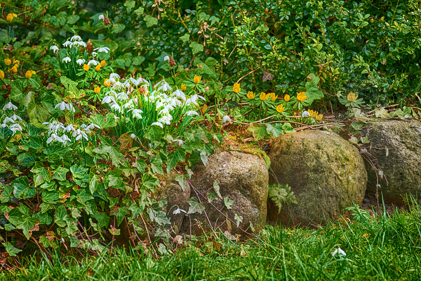 Buy stock photo Spring is coming -Snowdrops in my garden