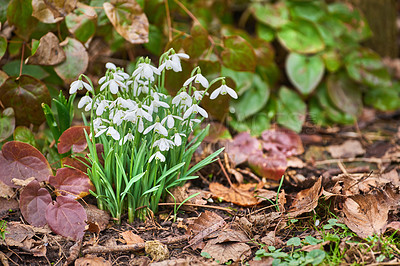 Buy stock photo Flowers, outdoor and garden with autumn, growth and plants, blossom and bunch of flora in nature. Green, petal and park with grass, leaf and natural environment with bud, backyard and white snowdrop