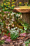 Snowdrops in the garden