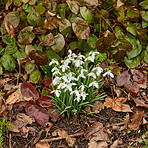 Snowdrops in the garden