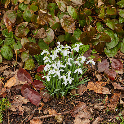 Buy stock photo Spring is coming -Snowdrops in my garden