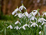 Snowdrops in the garden