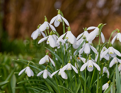 Buy stock photo Spring is coming -Snowdrops in my garden