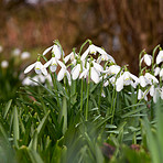 Snowdrops in the garden