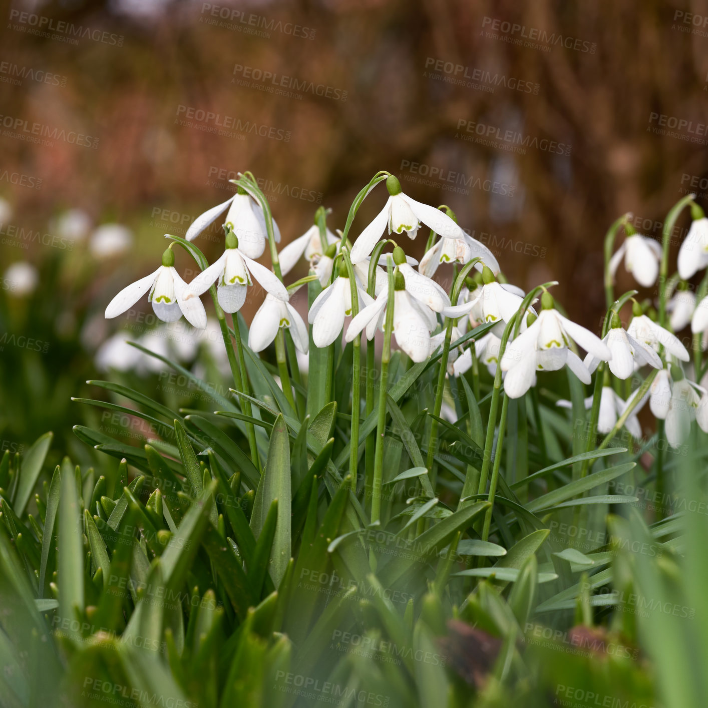 Buy stock photo Spring is coming -Snowdrops in my garden