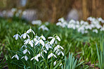 Snowdrops in the garden