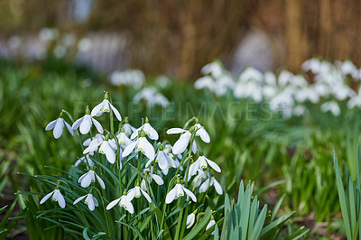 Buy stock photo Spring is coming -Snowdrops in my garden