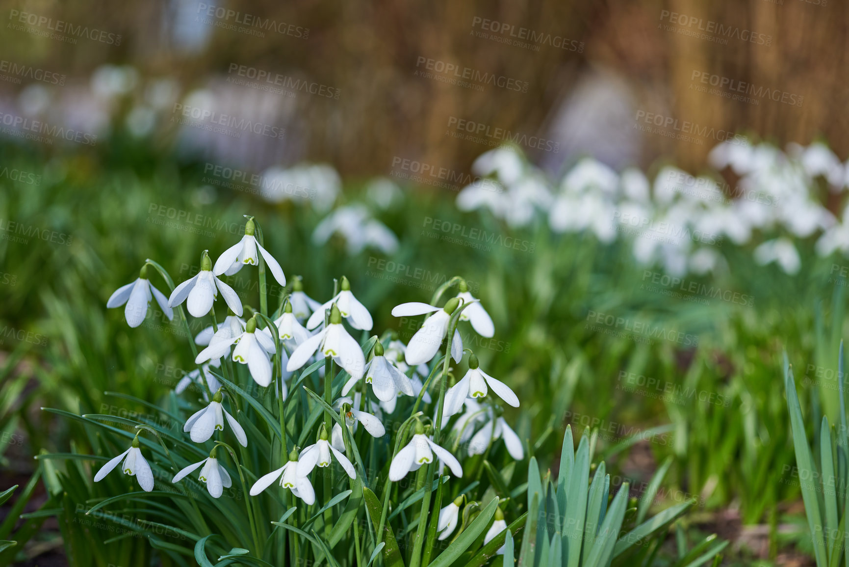 Buy stock photo Spring is coming -Snowdrops in my garden