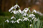 Snowdrops in the garden