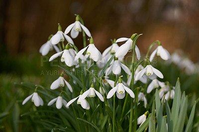 Buy stock photo Flowers, outdoor and garden lawn with spring, growth and plants, blossom and flora in nature. Green, petal and stem with grass, leaf and natural environment with bud, backyard and white snowdrop