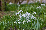 Snowdrops in the garden