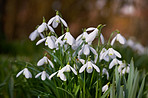 Snowdrops in the garden