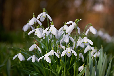 Buy stock photo Flowers, outdoor and garden with spring, closeup and plants, blossom and bunch of flora in nature. Green, petal and park with grass, leaf and natural environment with bud, backyard and white snowdrop