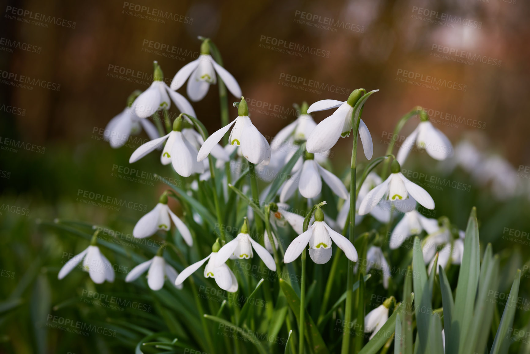 Buy stock photo Flowers, outdoor and garden with spring, closeup and plants, blossom and bunch of flora in nature. Green, petal and park with grass, leaf and natural environment with bud, backyard and white snowdrop