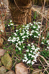 Snowdrops in the garden