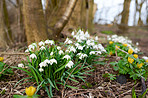 Snowdrops in the garden